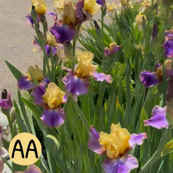 Iris AA