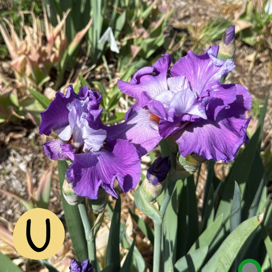 Iris U