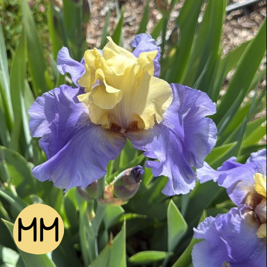 Iris MM