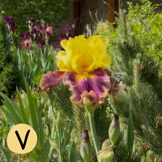 Iris V