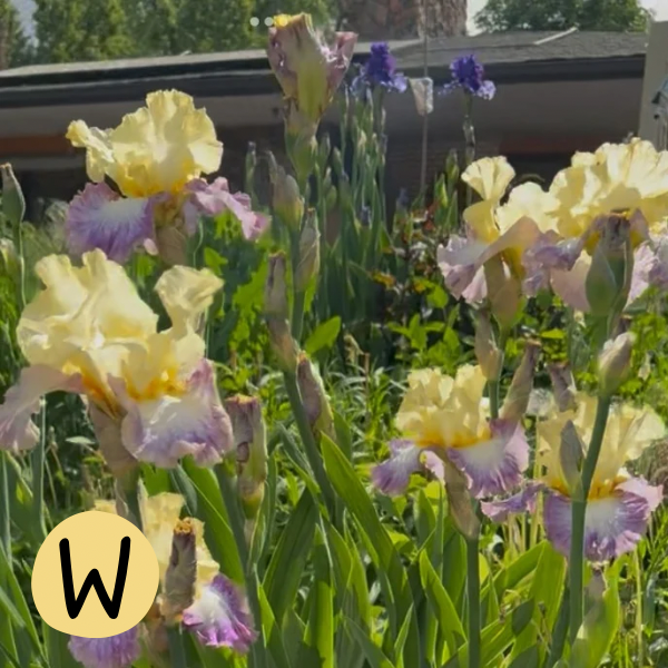 Iris W