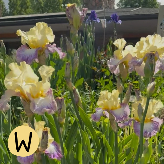 Iris W