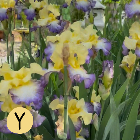 Iris Y