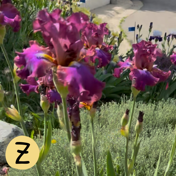 Iris Z