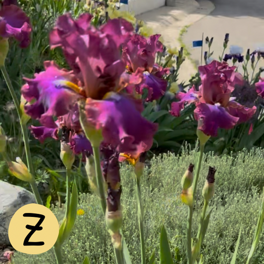 Iris Z