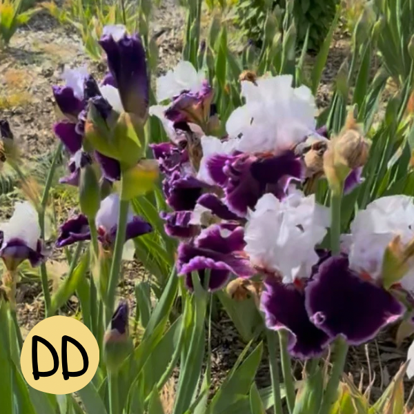 Iris DD