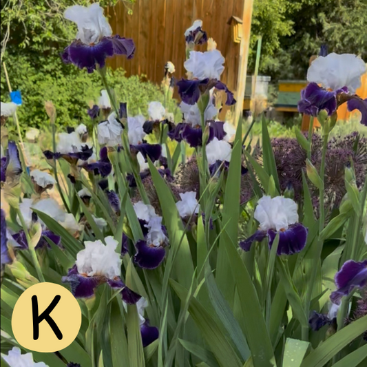 Iris K