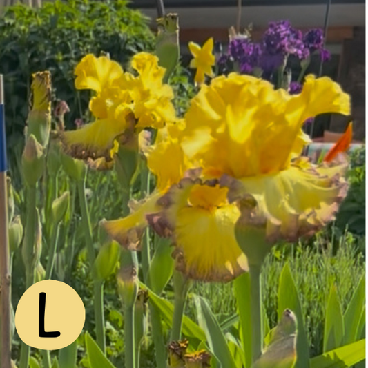 Iris L