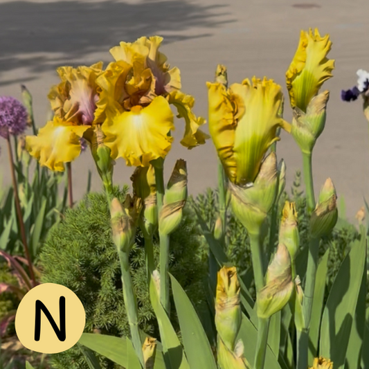 Iris N