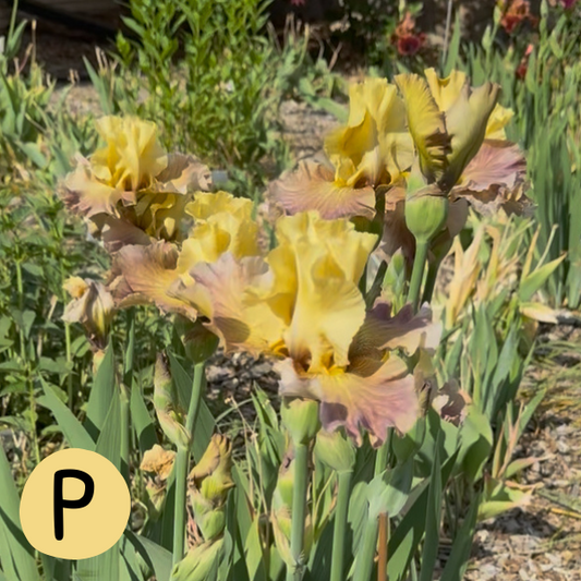 Iris P