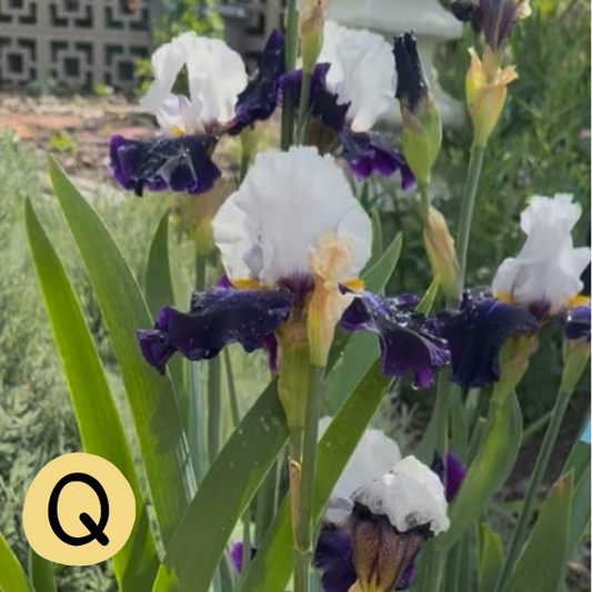 Iris Q