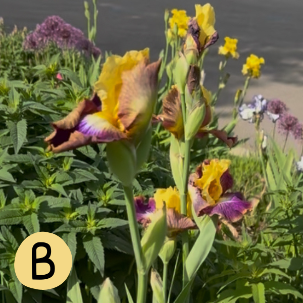 Iris B