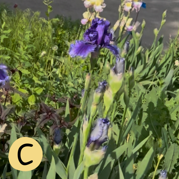 Iris C