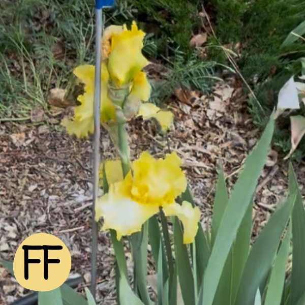 Iris FF