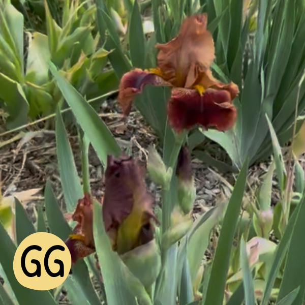 Iris GG