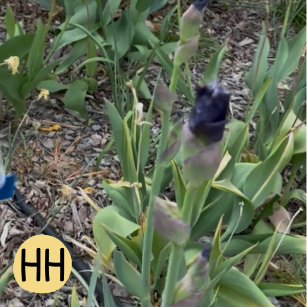 Iris HH
