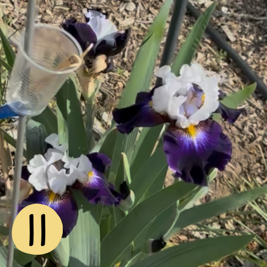 Iris II