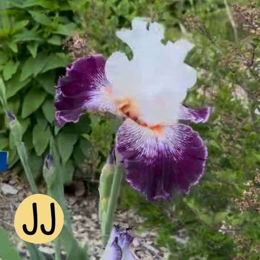 Iris JJ