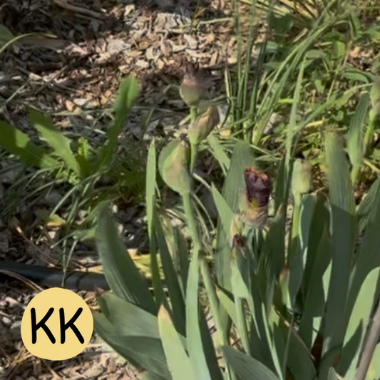 Iris KK