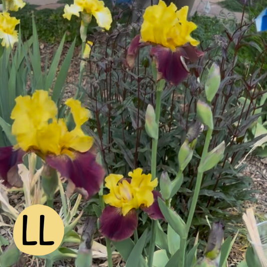 Iris LL