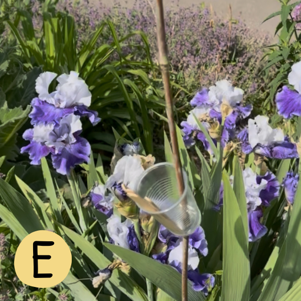 Iris E