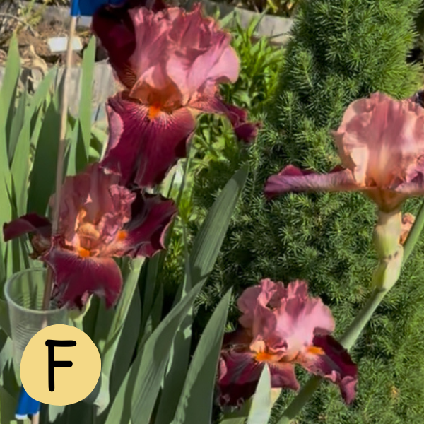 Iris F