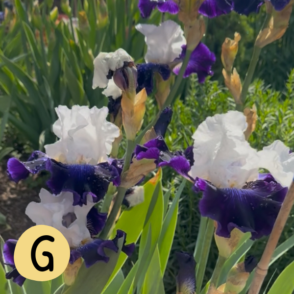 Iris G