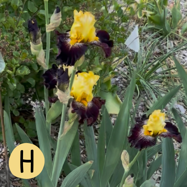 Iris H