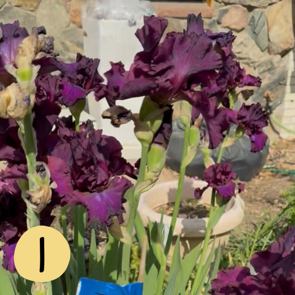 Iris I
